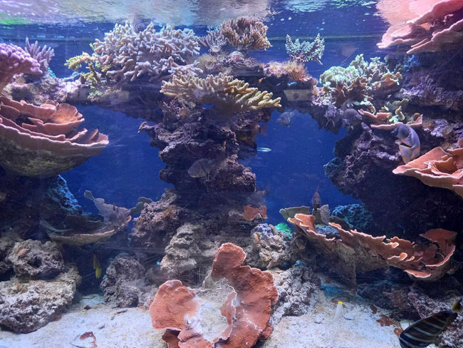 Akwarium Gdynskie - akwarium z koralowcami.